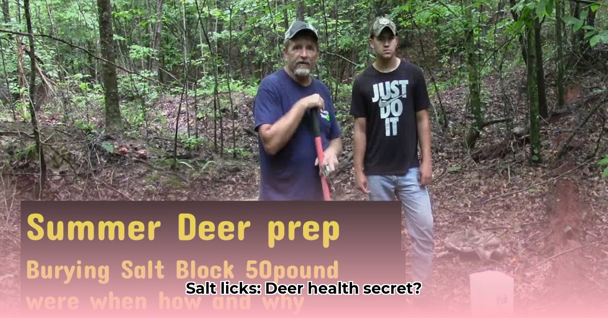 salt-block-for-deer-tractor-supply